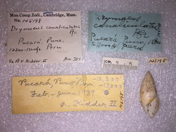 Media type: image; Malacology 145198 Description: 145198_Drymaeus_canalieulatus image;
